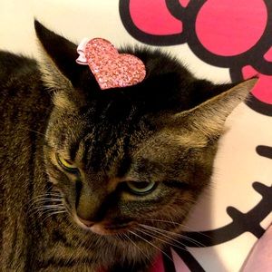 Pet hair accessories ❤️